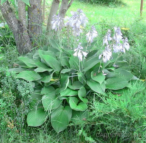 Хоста Форчуна, Hosta fortunei